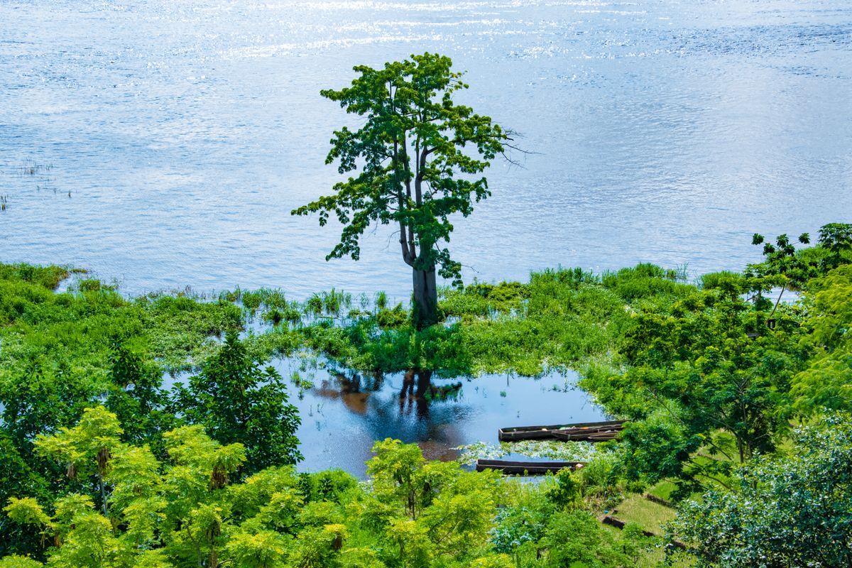 Un arbre au bord du fleuve à Brazzaville